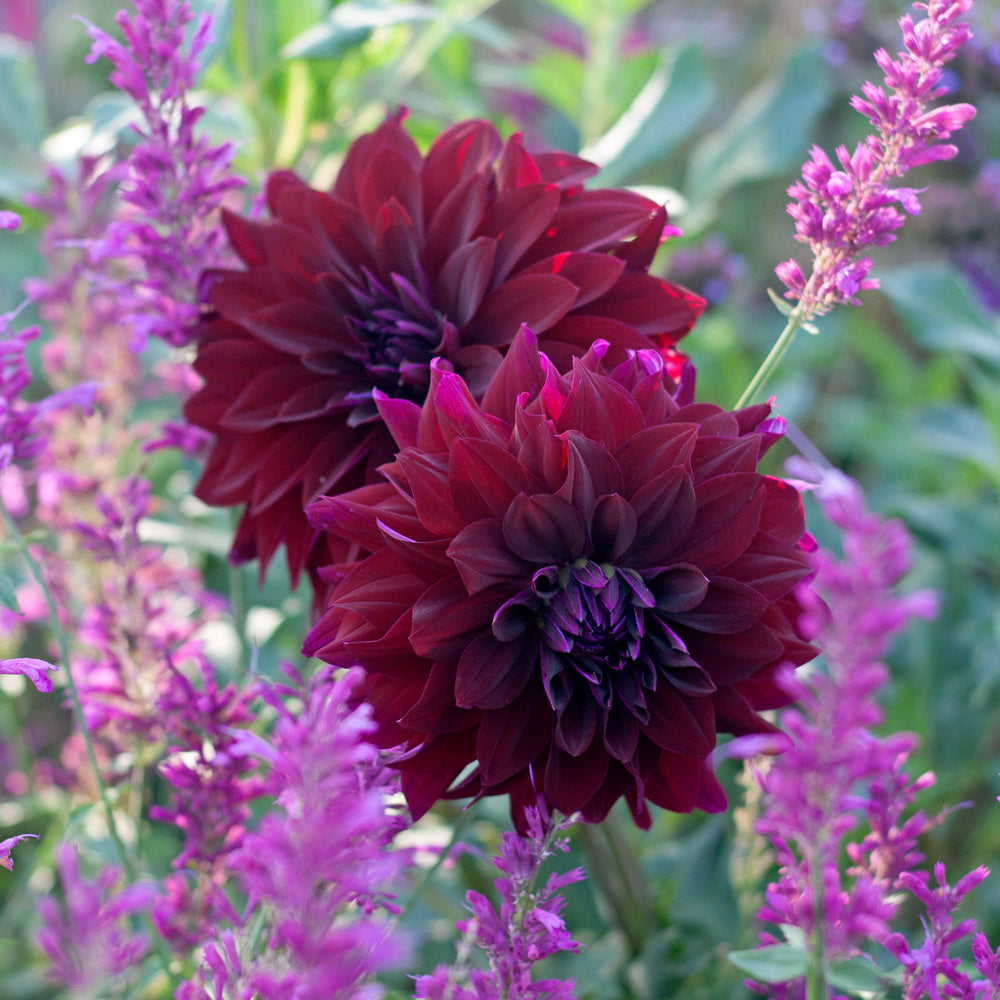 Dahlia Rip City