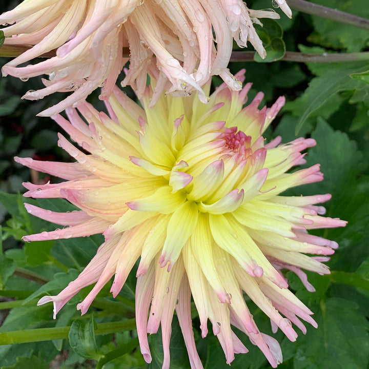 Dahlia Apricot Star