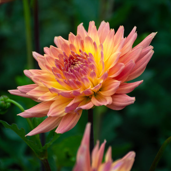 Dahlia Bloomquist Karen G