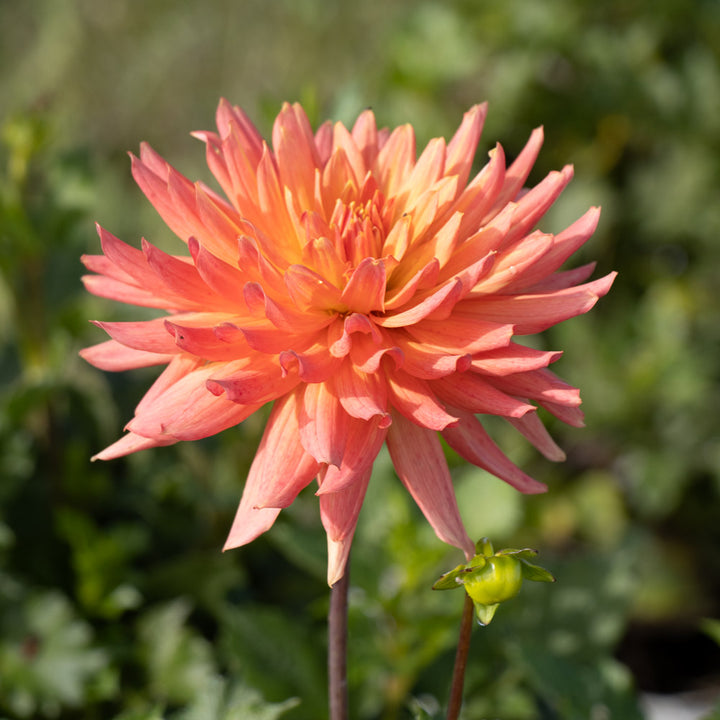 Dahlia Bloomquist Karen G