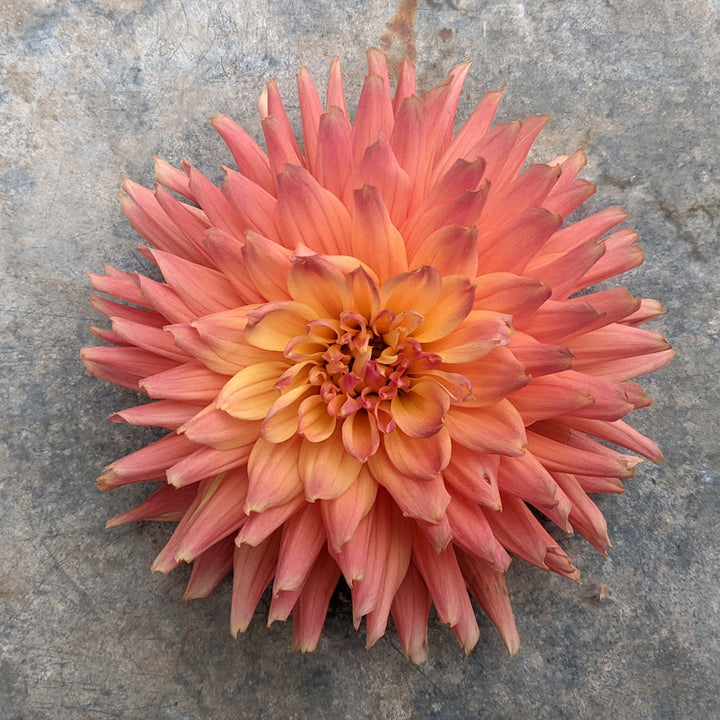 Dahlia Bloomquist Karen G