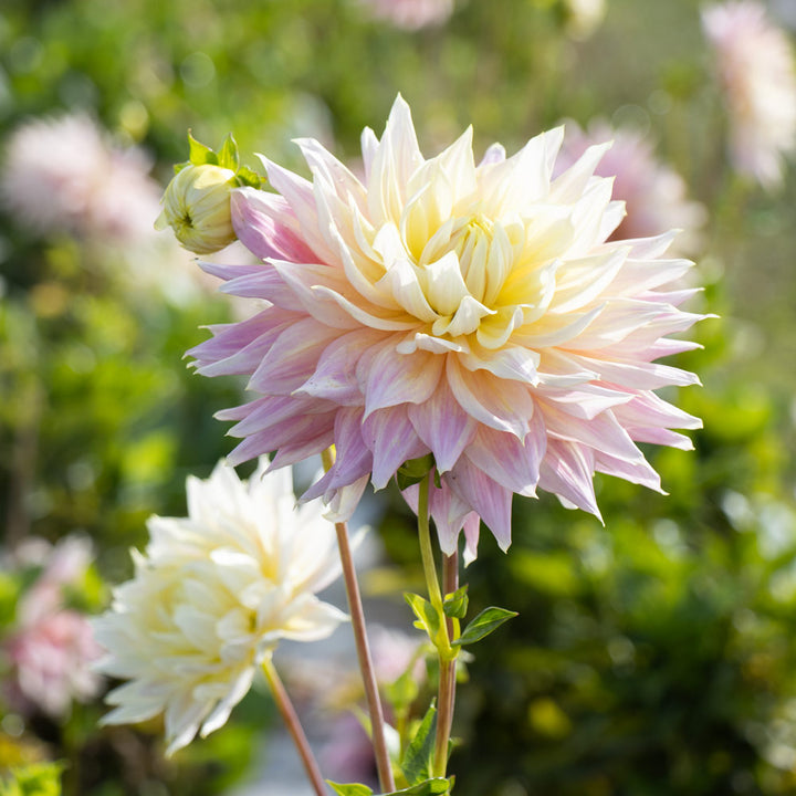 Dahlia Clearview Jonas