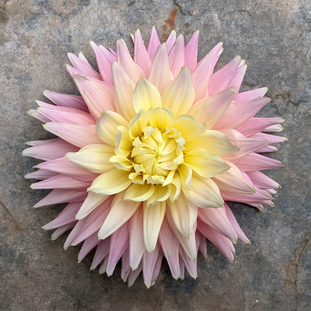Dahlia Clearview Jonas