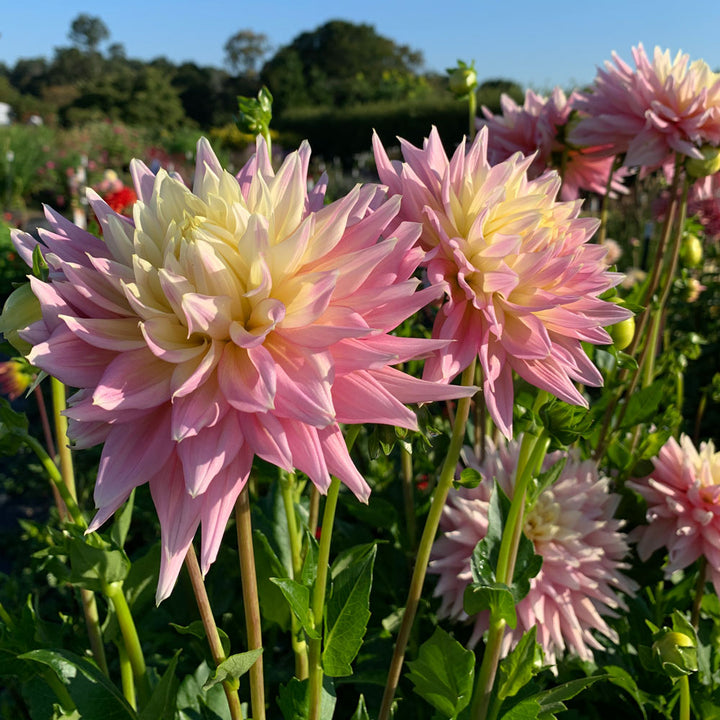 Dahlia Clearview Jonas