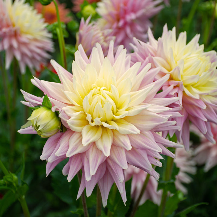 Dahlia Clearview Jonas