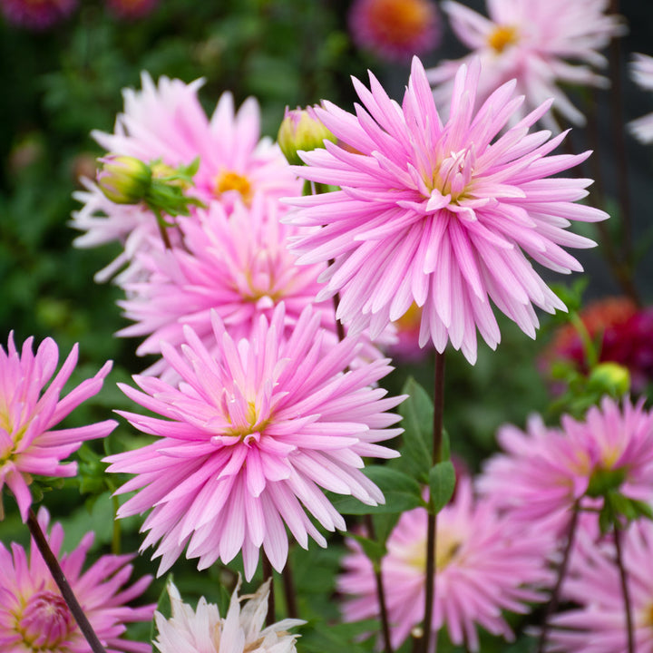 Dahlia En Pointe