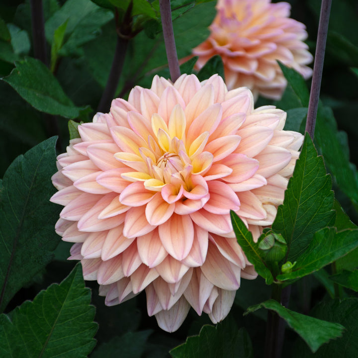 Dahlia Mondrian