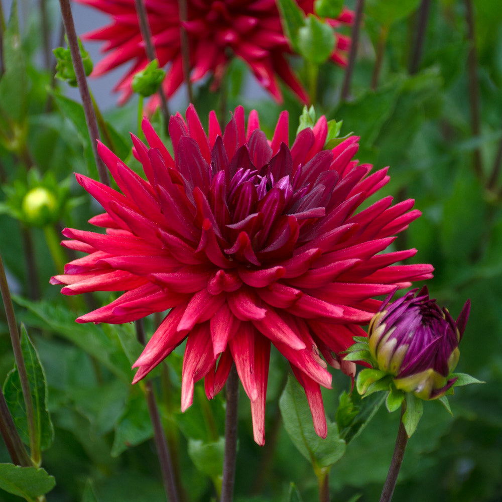 Dahlia Stiletto