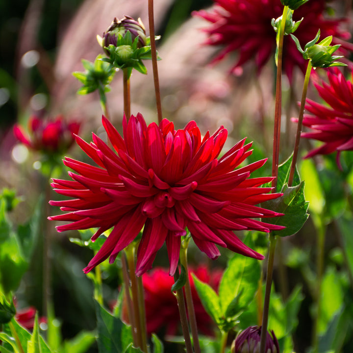 Dahlia Stiletto