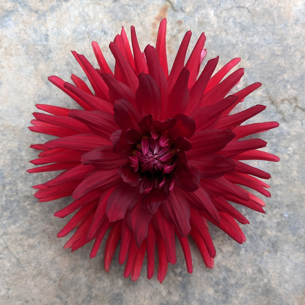 Dahlia Stiletto