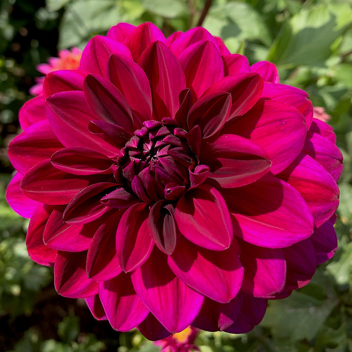 Dahlia Taboo