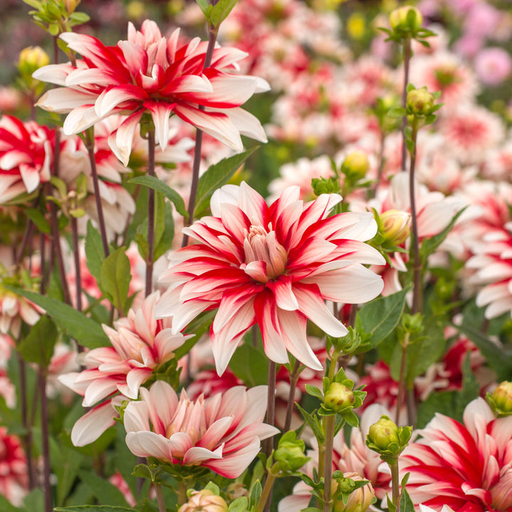 Dahlia Catching Fire
