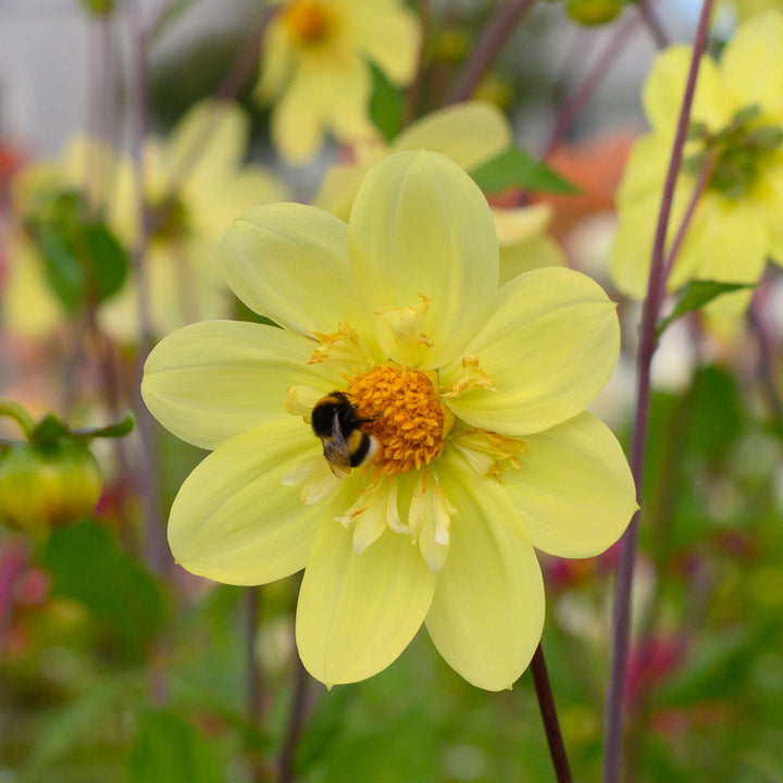 Dahlia Kelsey Sunshine