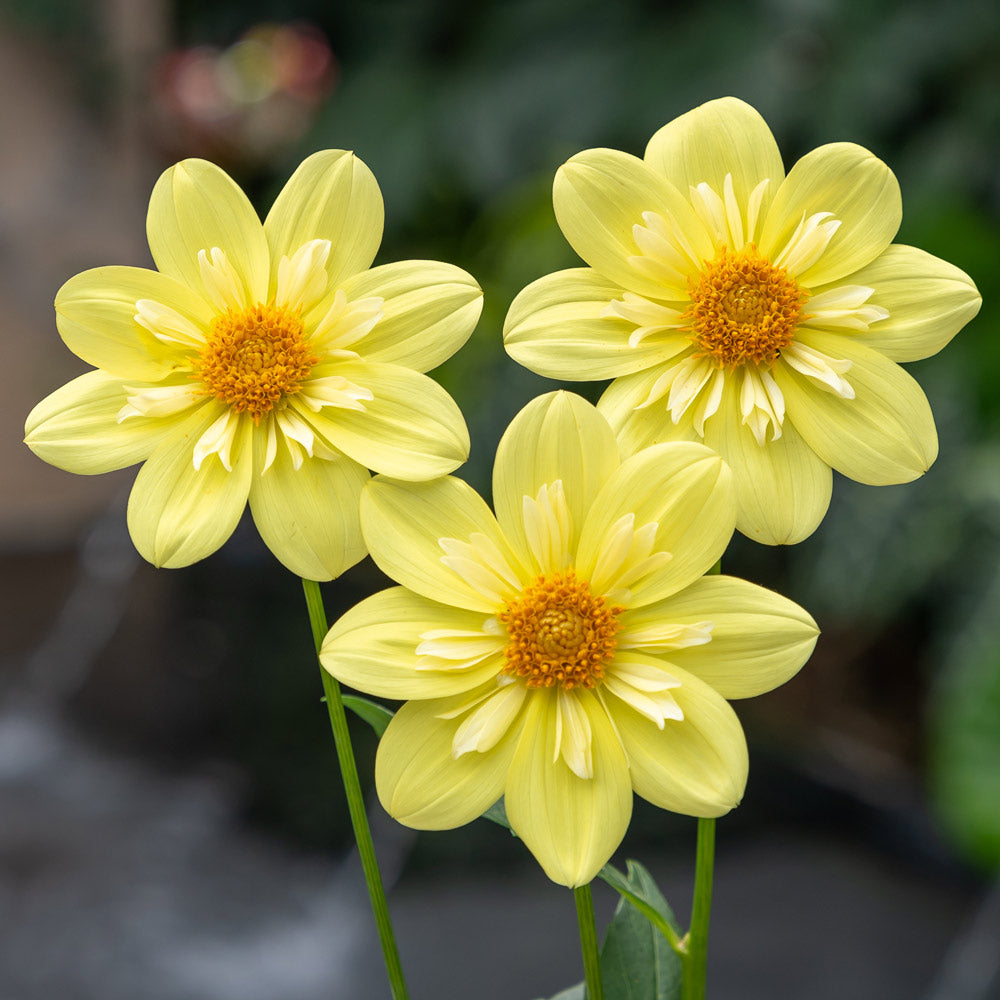 Dahlia Kelsey Sunshine