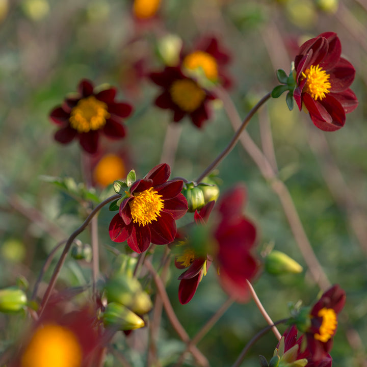 Dahlia Mexican Star