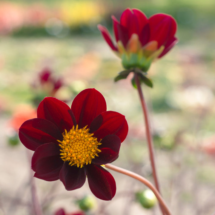 Dahlia Mexican Star