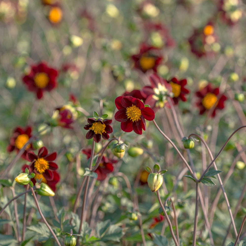 Dahlia Mexican Star