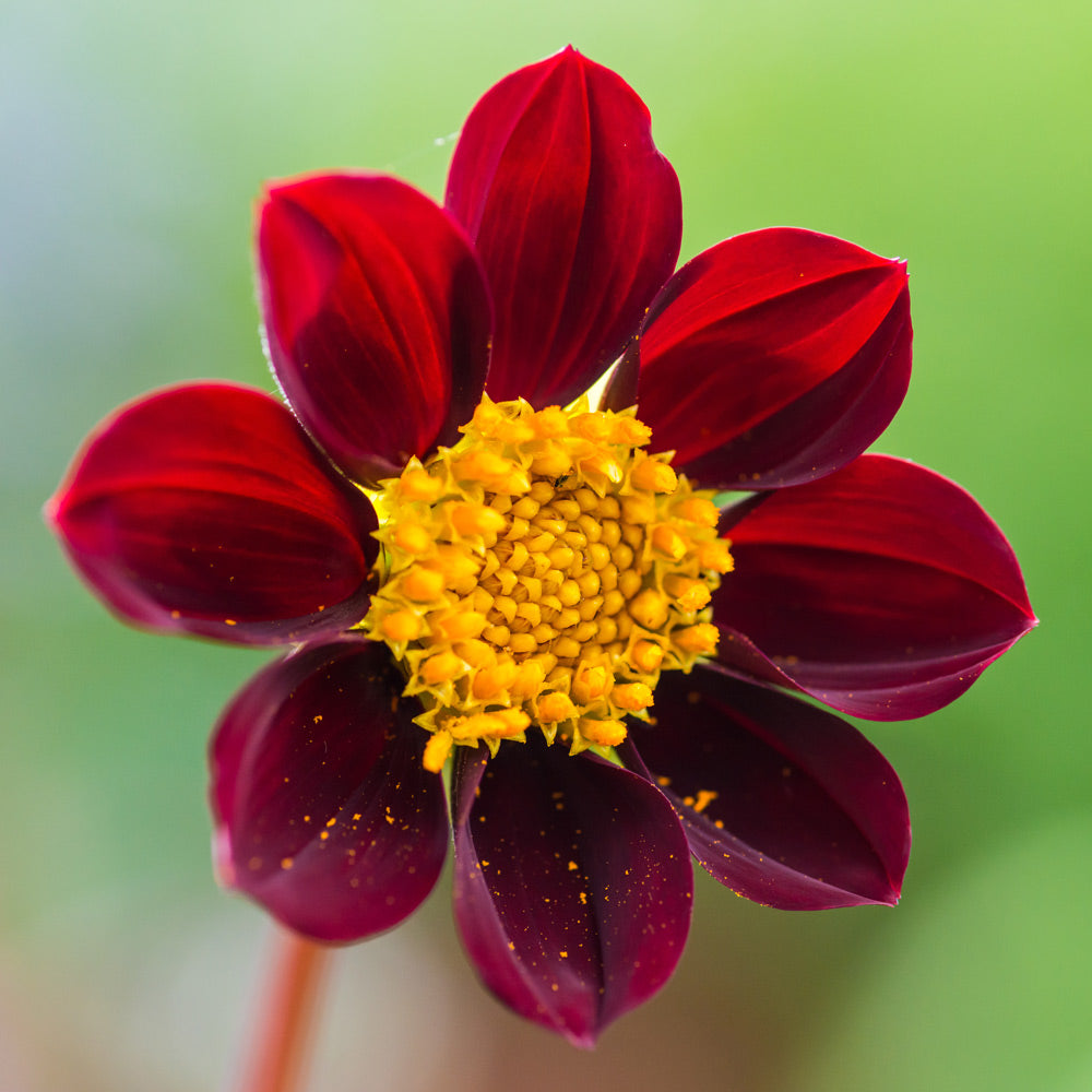 Dahlia Mexican Star