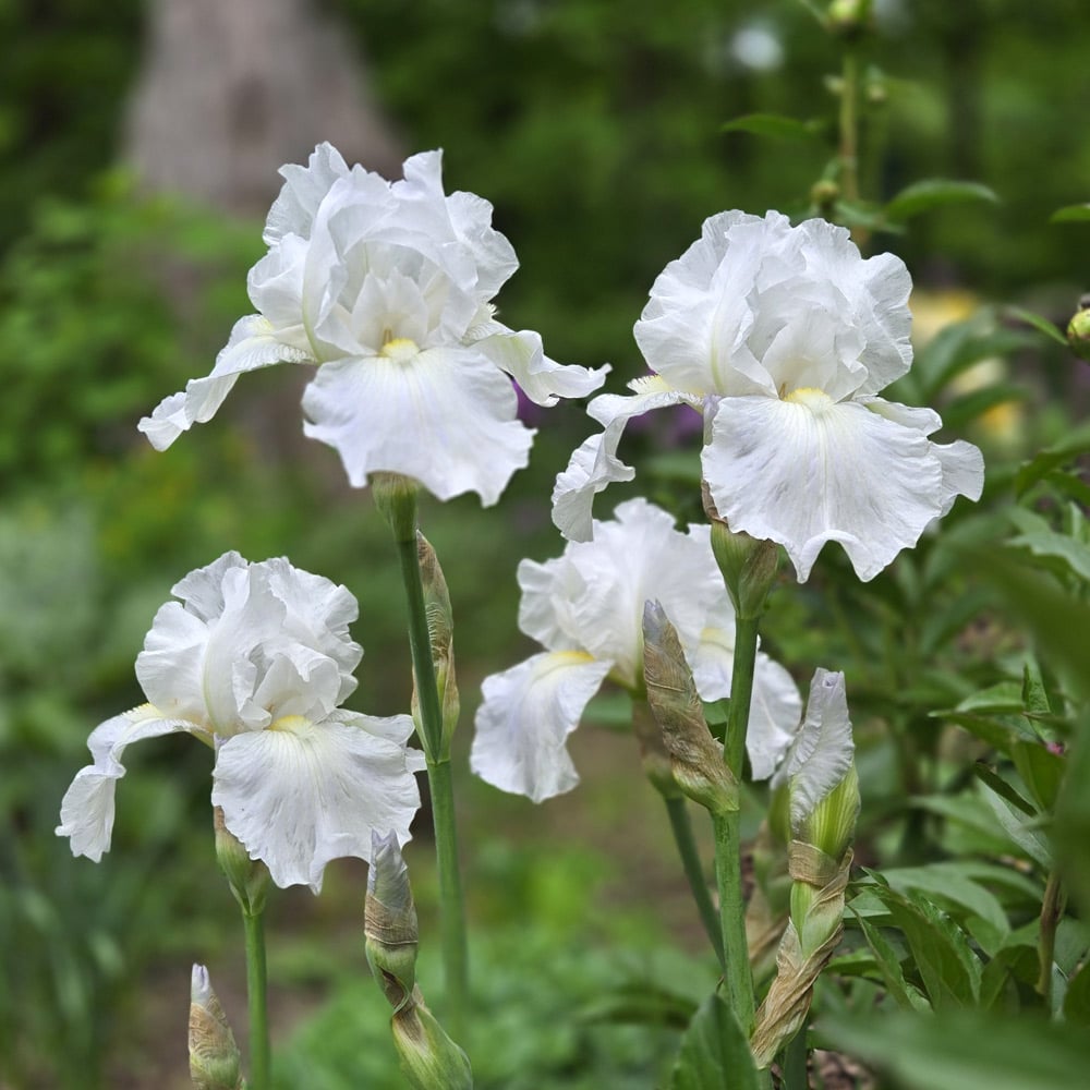 Iris germanica 'Immortality'