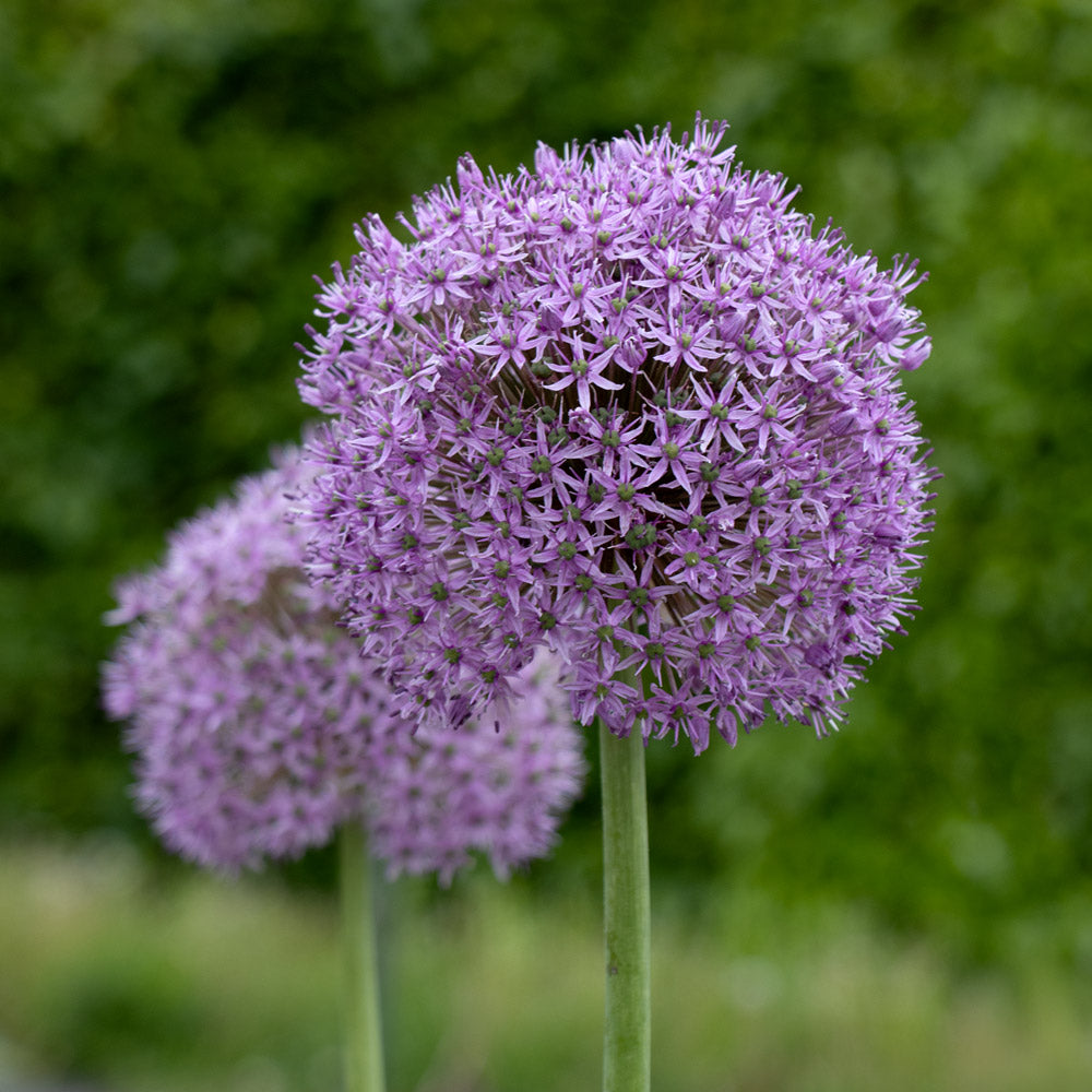 Allium 'Gladiator'