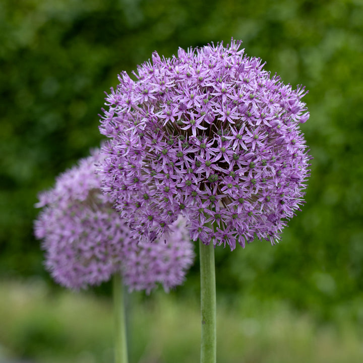 Allium 'Gladiator'