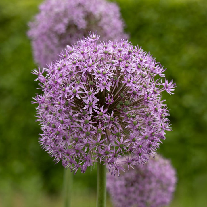Allium 'Gladiator'