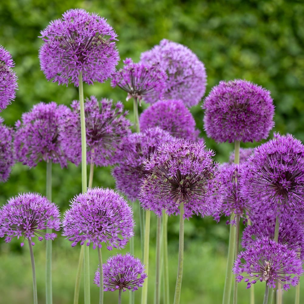 Allium 'Purple Sensation'
