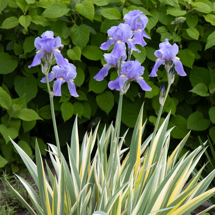 Iris pallida 'Variegata Aurea'