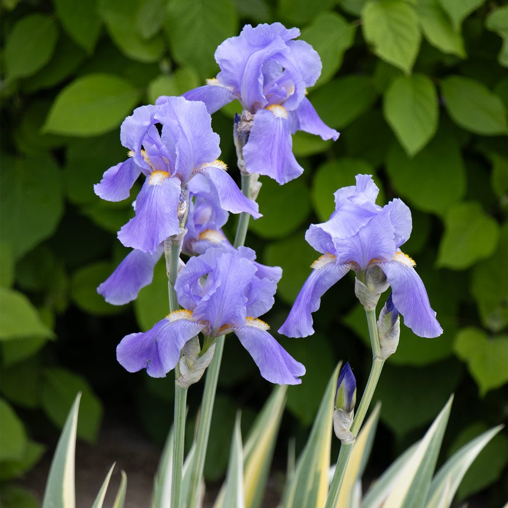 Iris pallida 'Variegata Aurea'