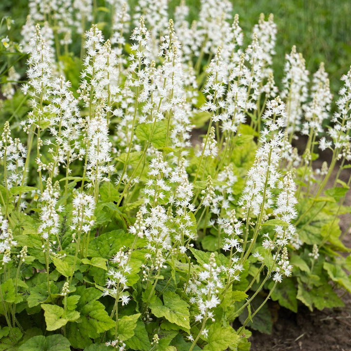 Tiarella cordifolia 'Running Tapestry'