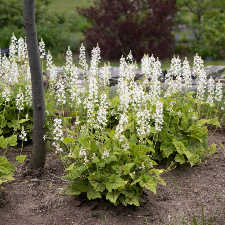 Tiarella cordifolia 'Running Tapestry'