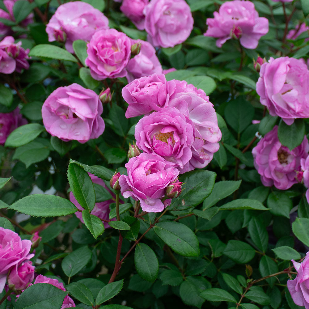 Rose Rise Up Lilac Days®
