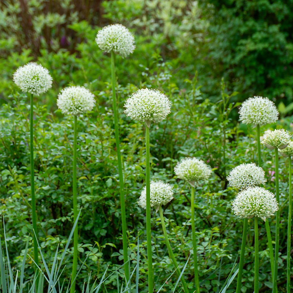 Allium 'Mount Everest'