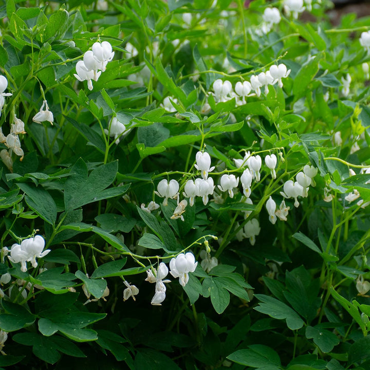 Lamprocapnos spectabilis 'Alba'