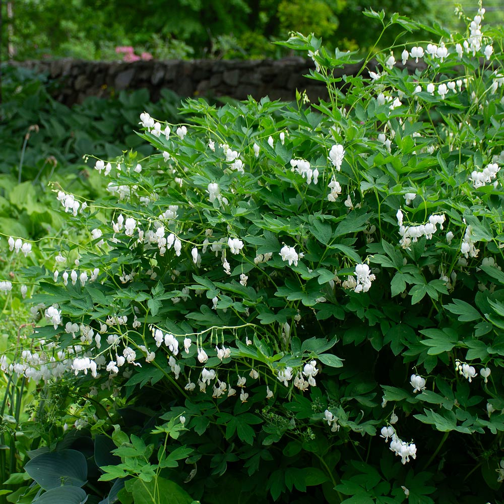 Lamprocapnos spectabilis 'Alba'