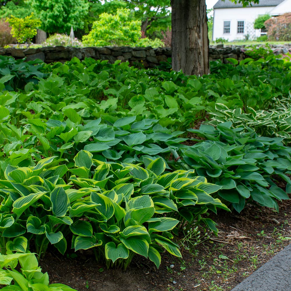 Emerald Isle Hosta Collection