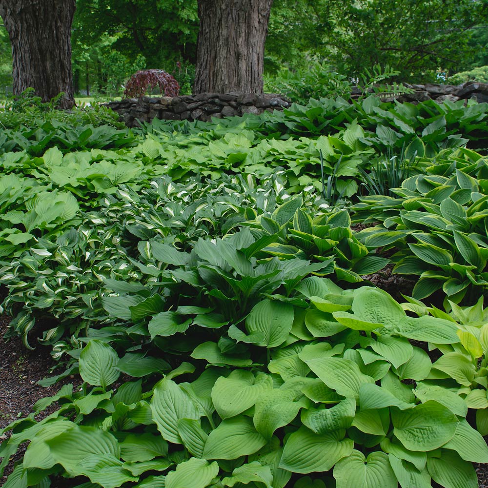 Emerald Isle Hosta Collection