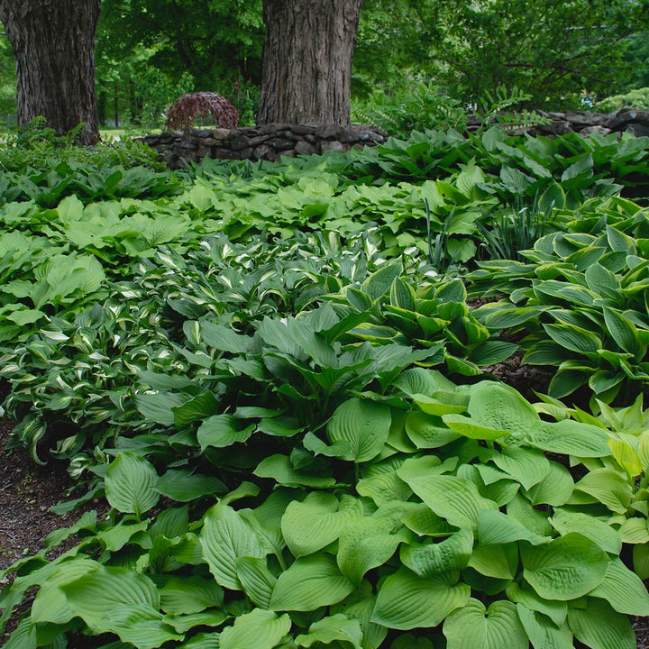 Emerald Isle Hosta Collection