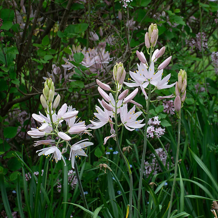 Camassia leichtlinii 'Pink Stars'