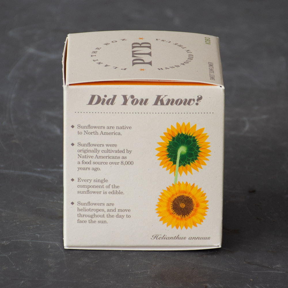 Plant the Box Sweet Sunflower Candle