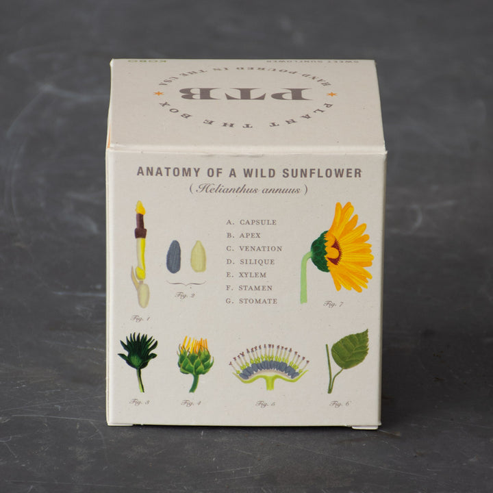 Plant the Box Sweet Sunflower Candle