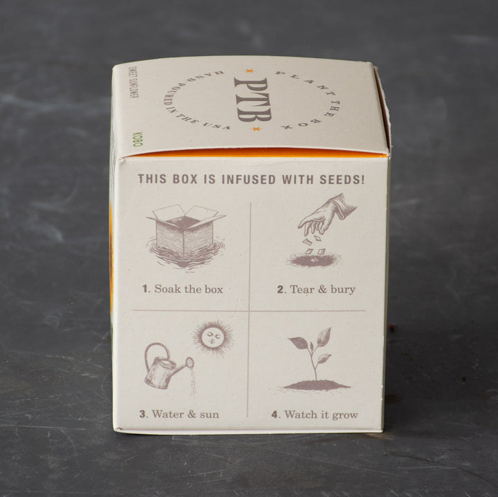 Plant the Box Sweet Sunflower Candle