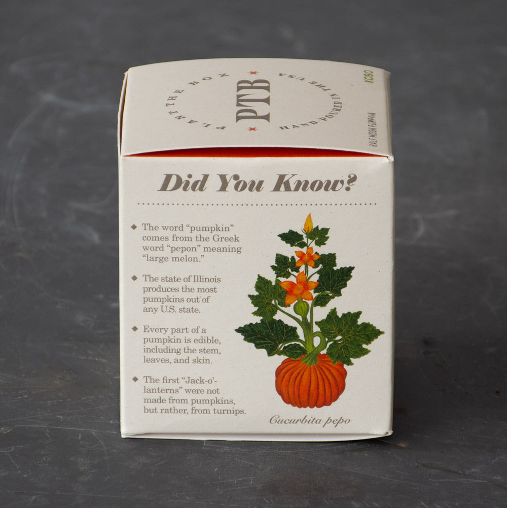 Plant the Box Half Moon Pumpkin Candle