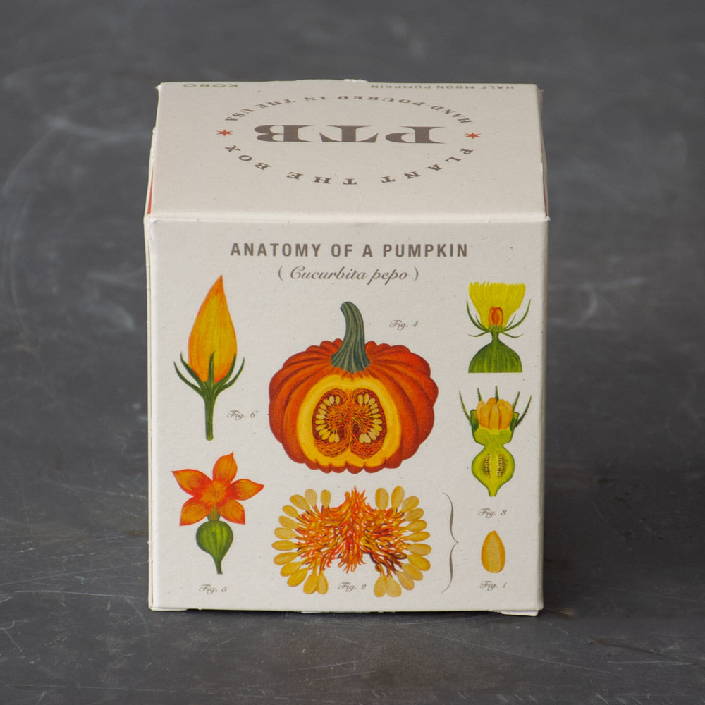 Plant the Box Half Moon Pumpkin Candle