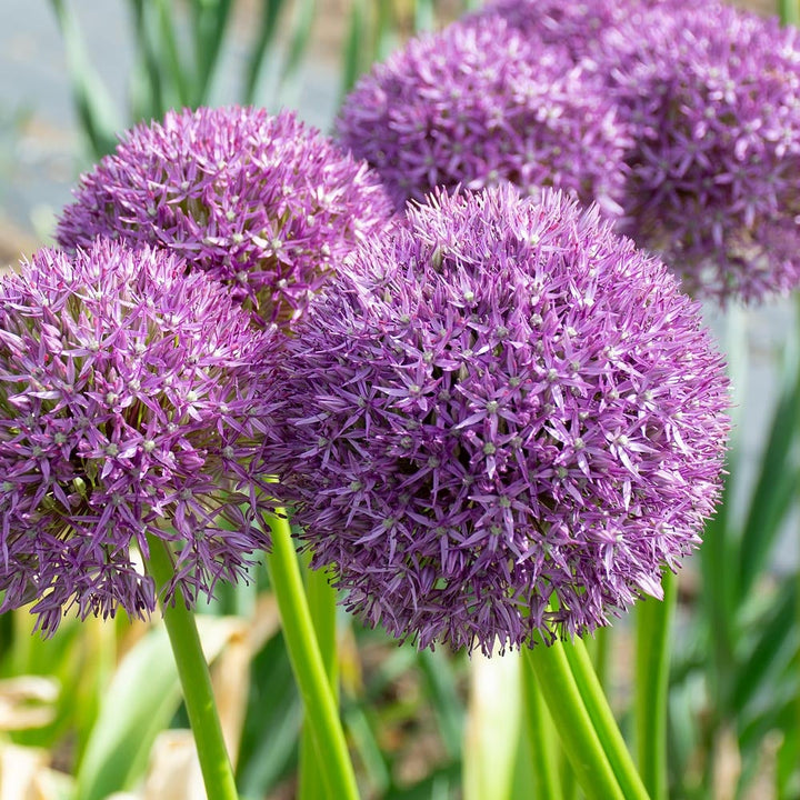 Allium 'Pinball Wizard'