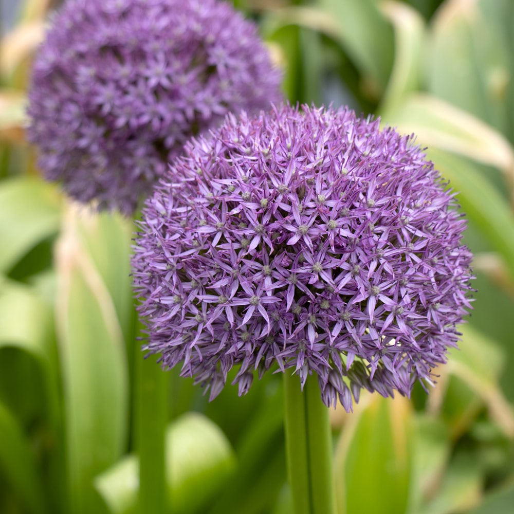 Allium 'Pinball Wizard'