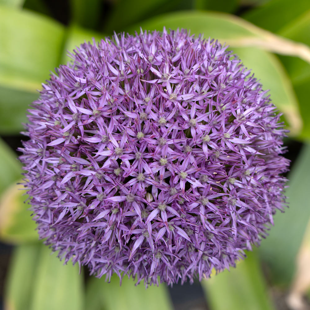 Allium 'Pinball Wizard'