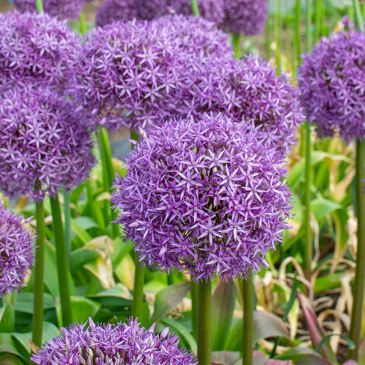 Allium 'Globemaster'
