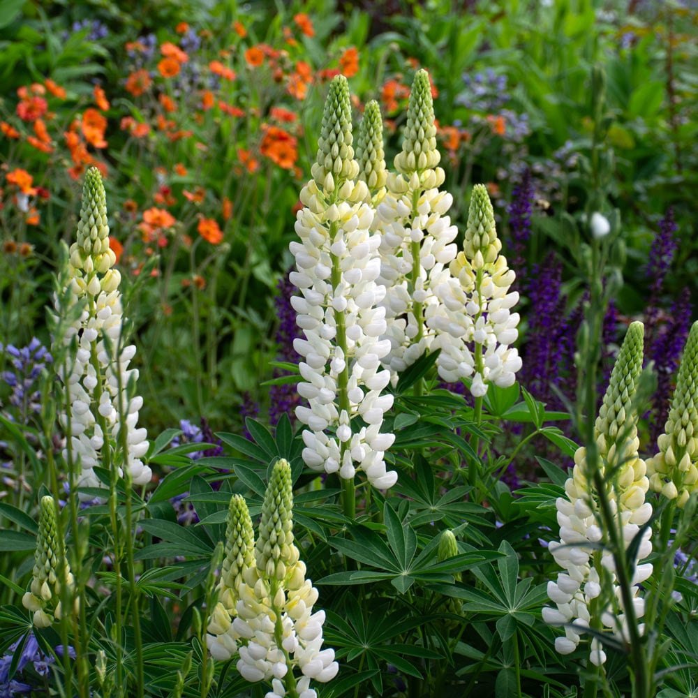Lupinus 'Noble Maiden'