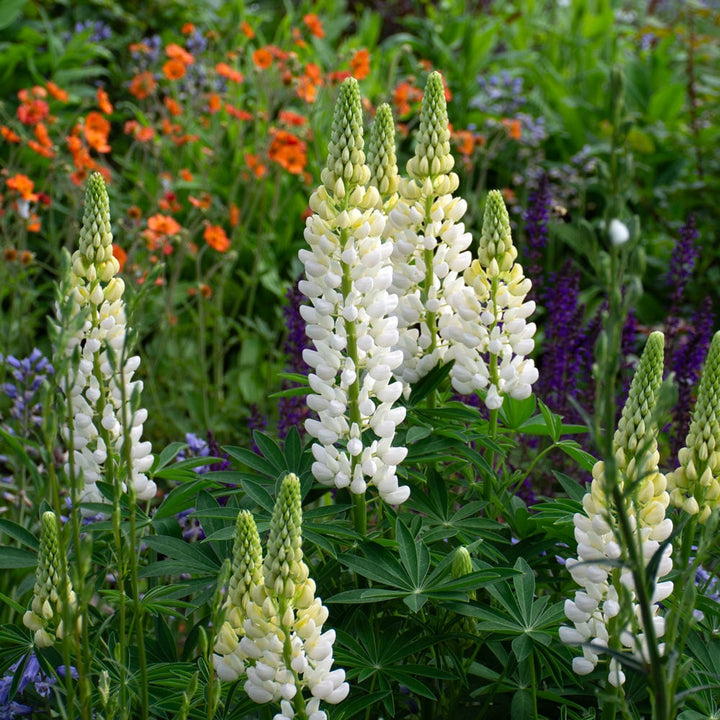 Lupinus 'Noble Maiden'